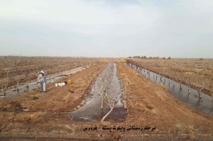 باغ پسته در زمستان