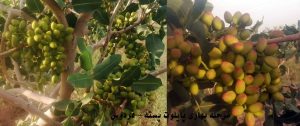 پسته