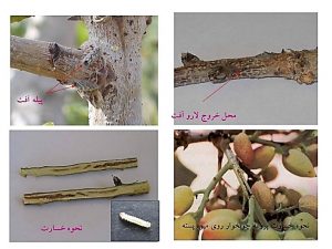 آفات پسته
