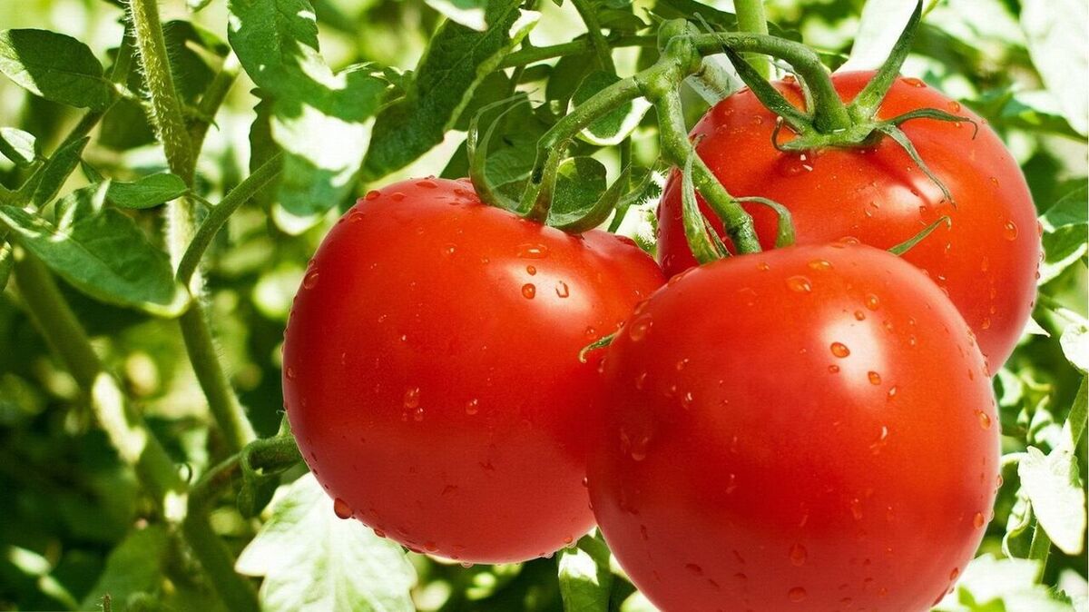 گوجه فرنگی