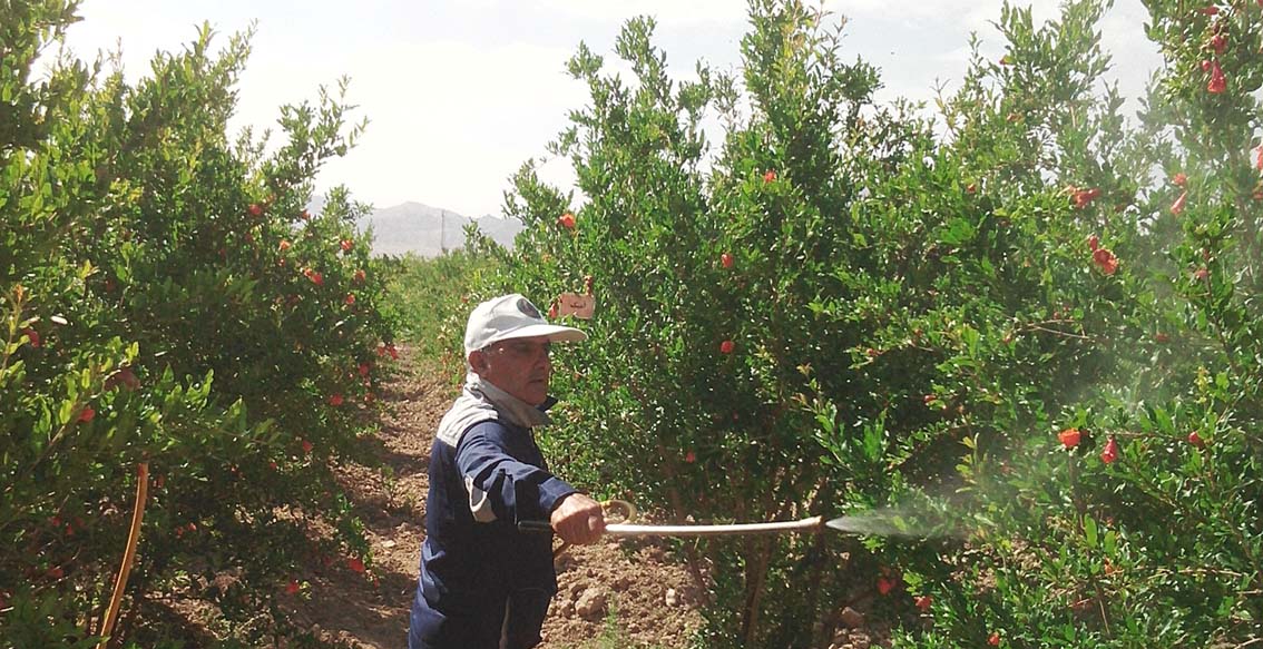 محلول پاشی و تغذیه برگی