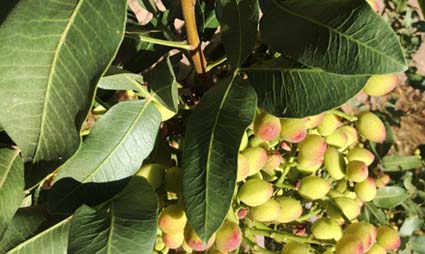 باغ پسته ساوه