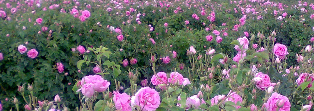 گل محمدی