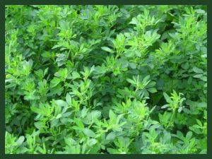 بذرمال و کوددهی یونجه