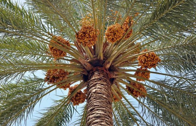 نخیلات